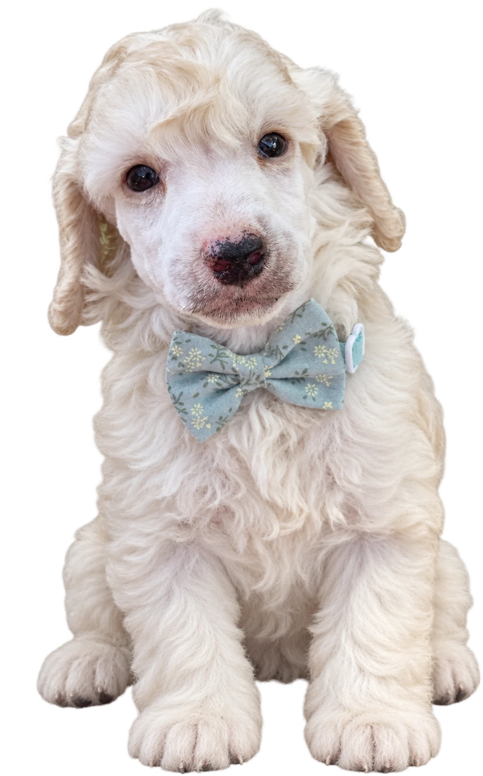 Casper, a white Mystic Estate poodle puppy