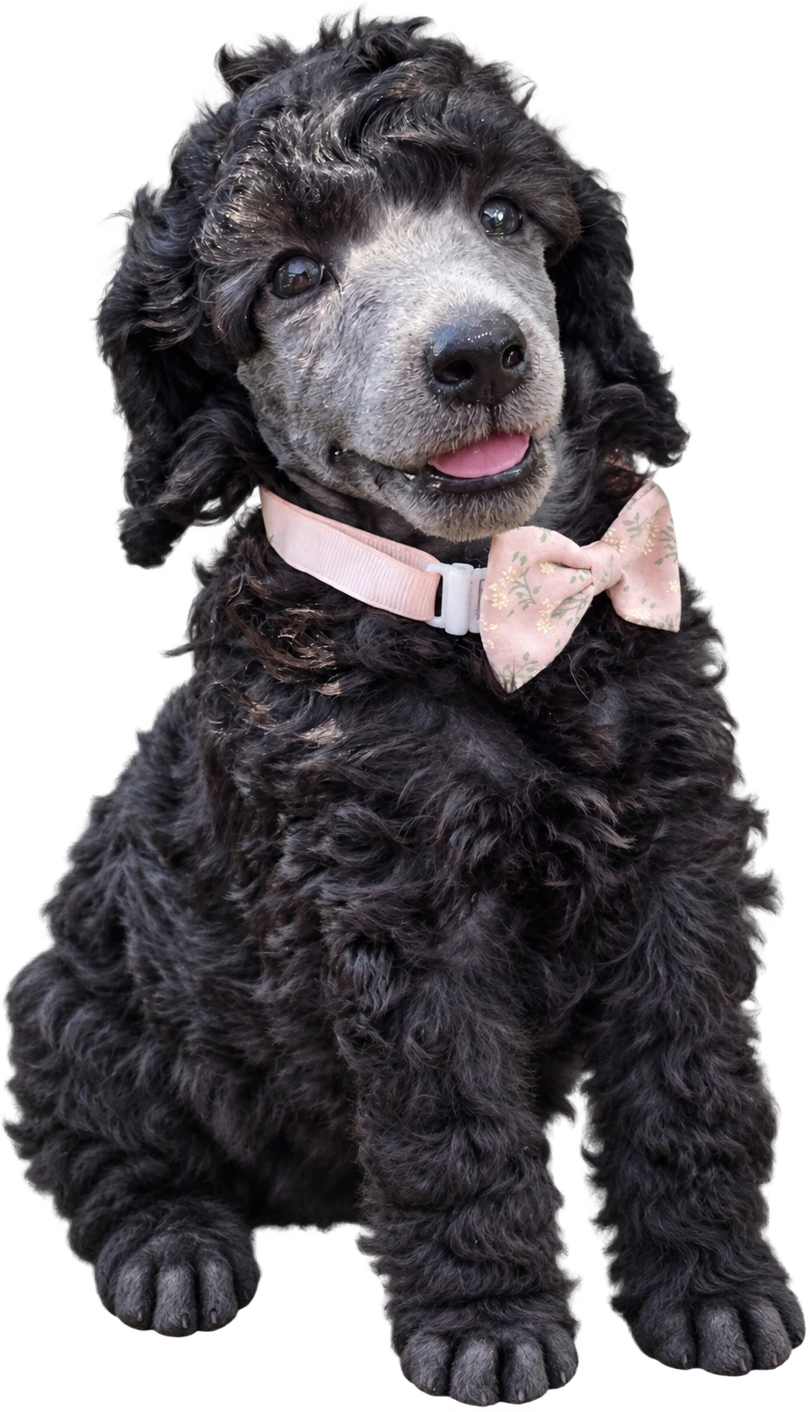 Sterling, a black and silver Mystic Estate poodle puppy wearing a pink floral bow