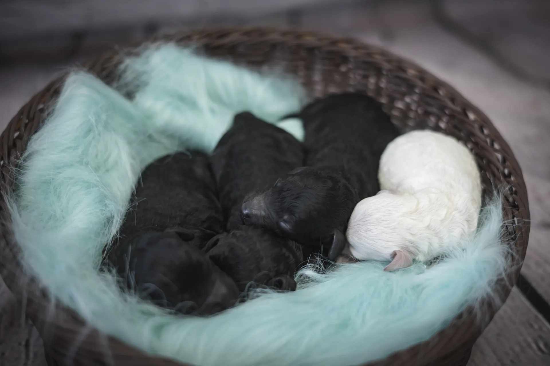 Newborn miniature poodles nestled together in a soft blue blanket