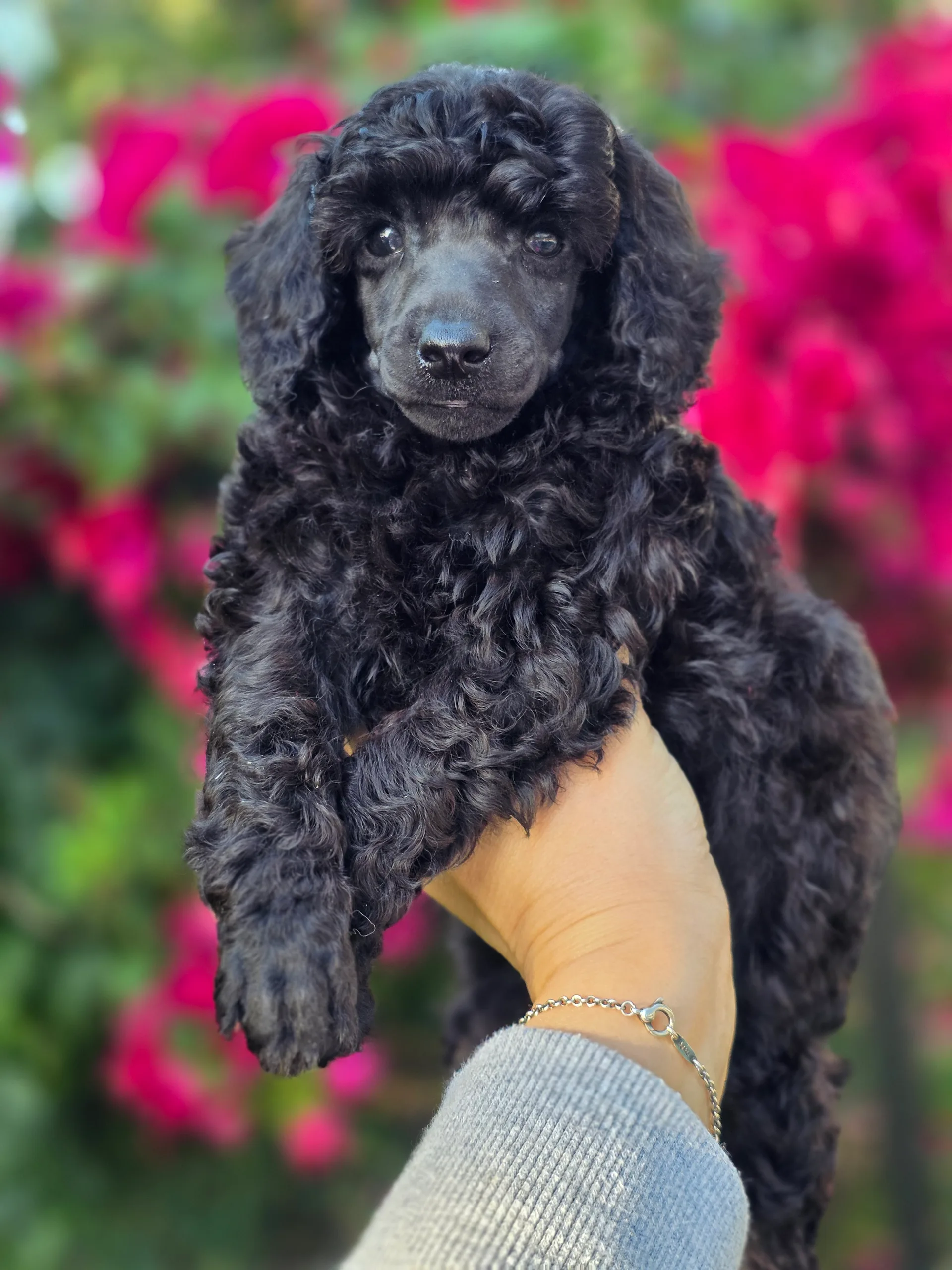 Taz