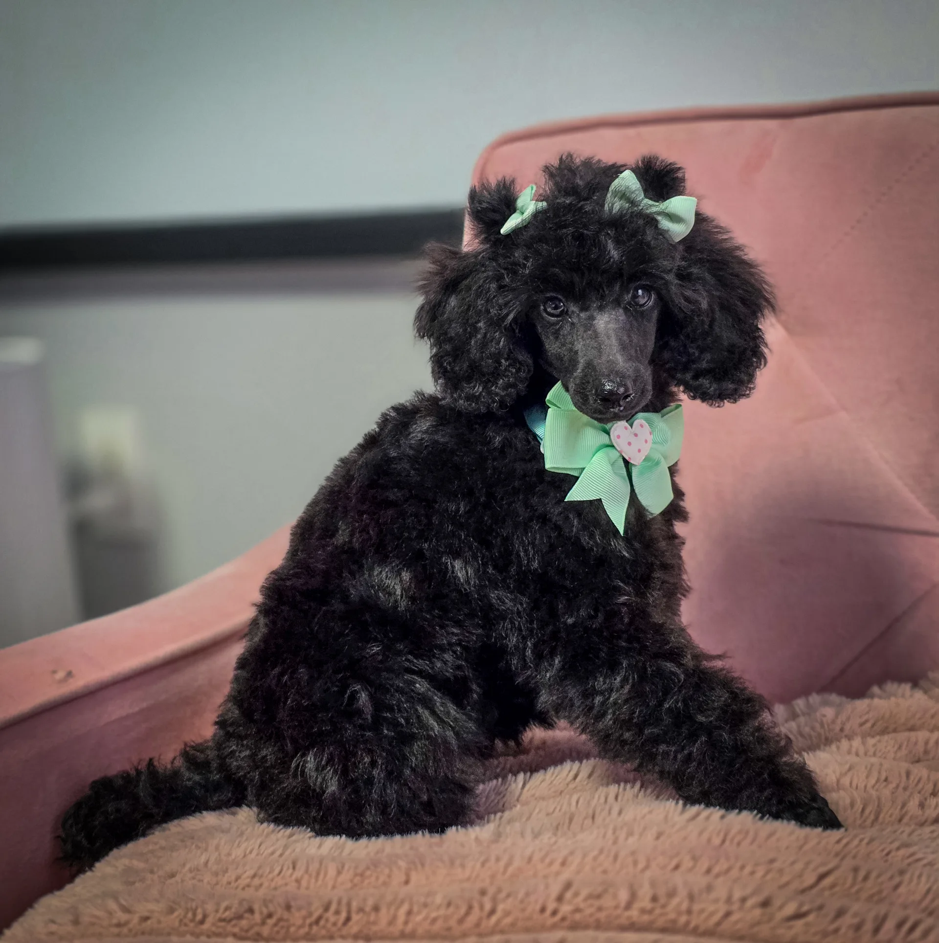 Bonnie featured photo