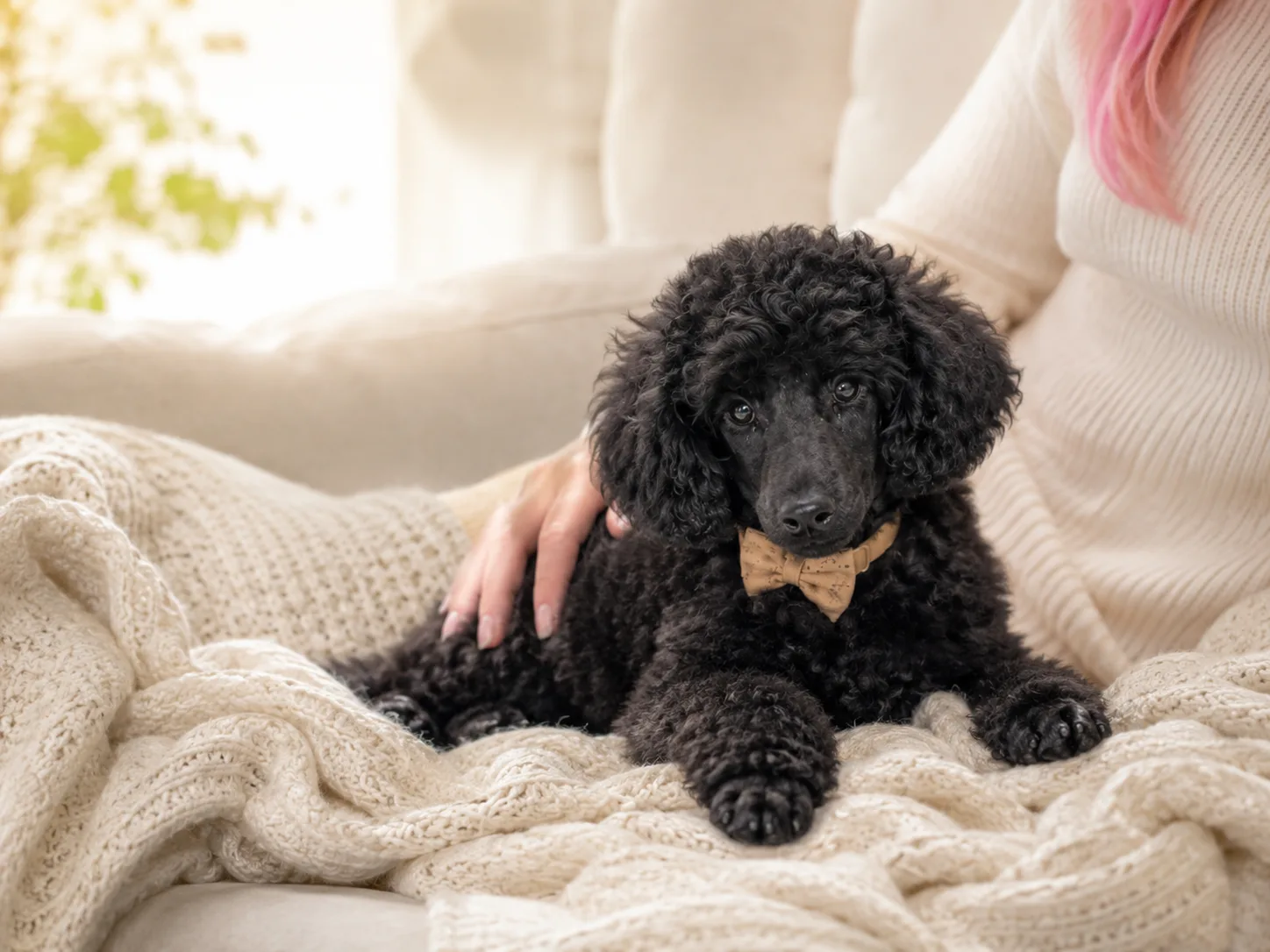 Your Miniature Poodle Puppy’s First Week at Home
