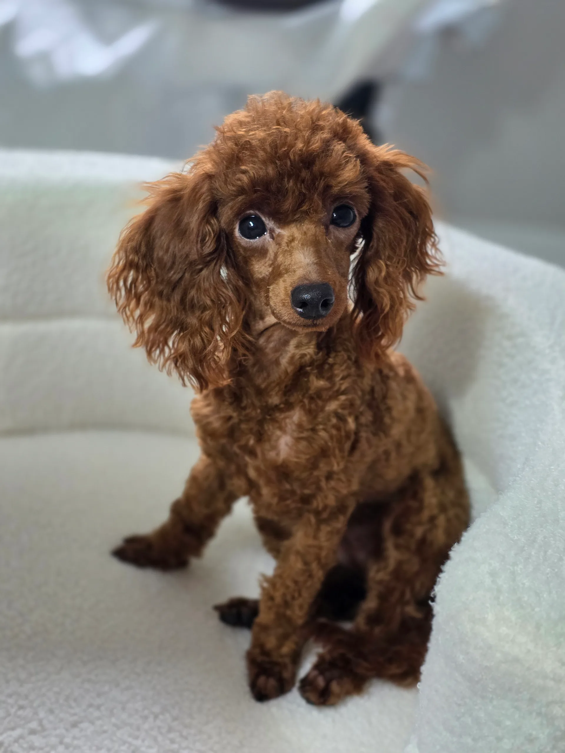 Toy poodle Alice featured photo