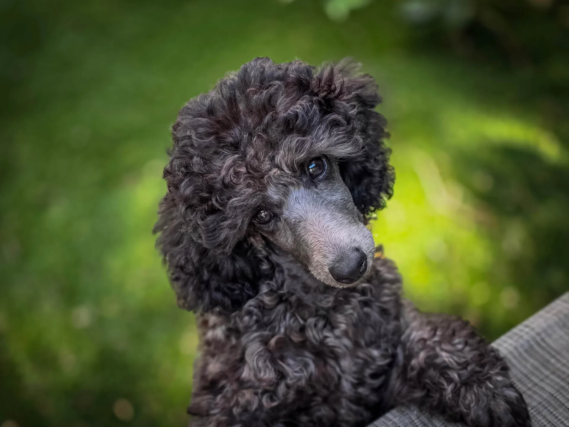 A curly-coated miniature poodle puppy enjoying the garden