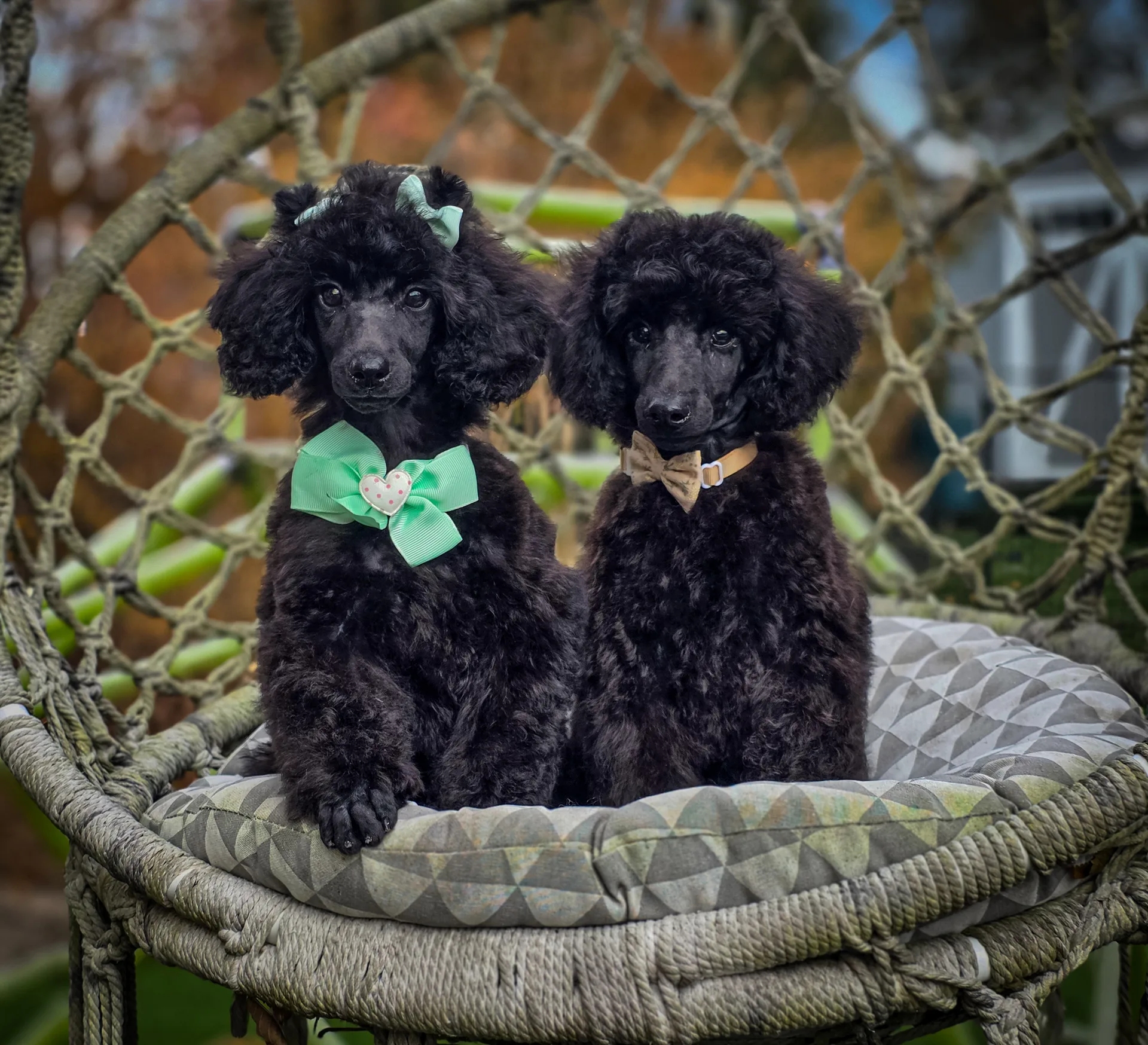 Two black Mystic Estate miniature poodles sitting together outdoors