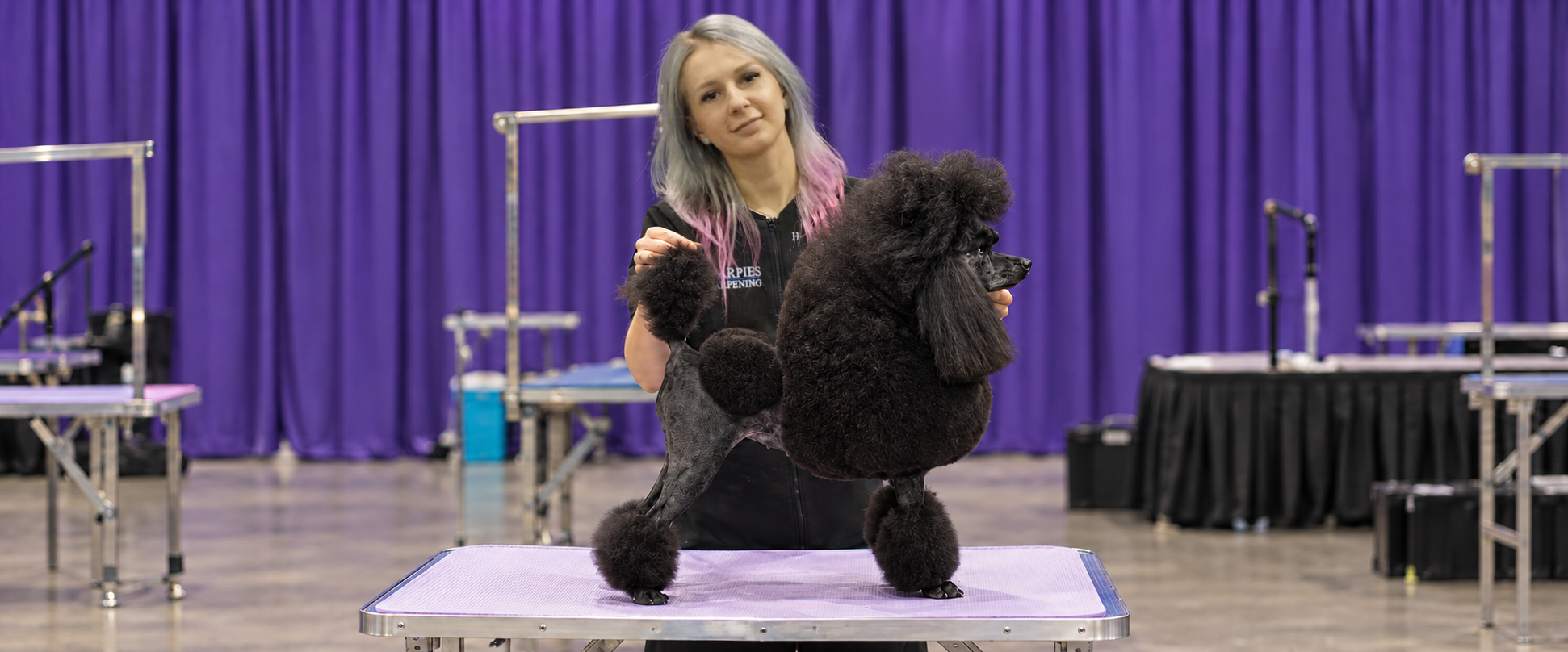 Helen presenting a groomed black poodle on a table in front of purple competition curtains