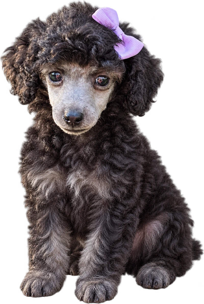Piper, a silver Mystic Estate poodle puppy with a lavender bow